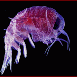 small visible plankton